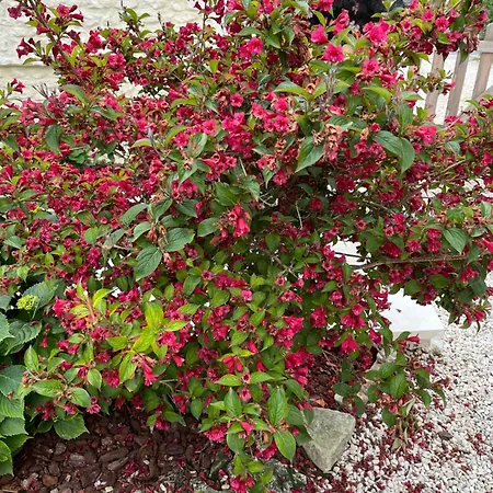 D'hotes De L'ancienne