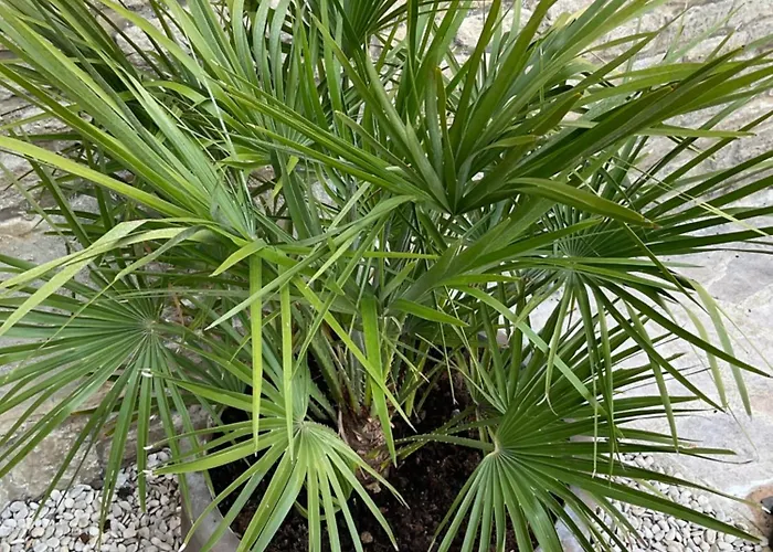 D’hôtes De L’ancienne