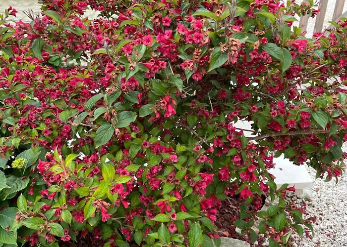 D’hôtes De L’ancienne